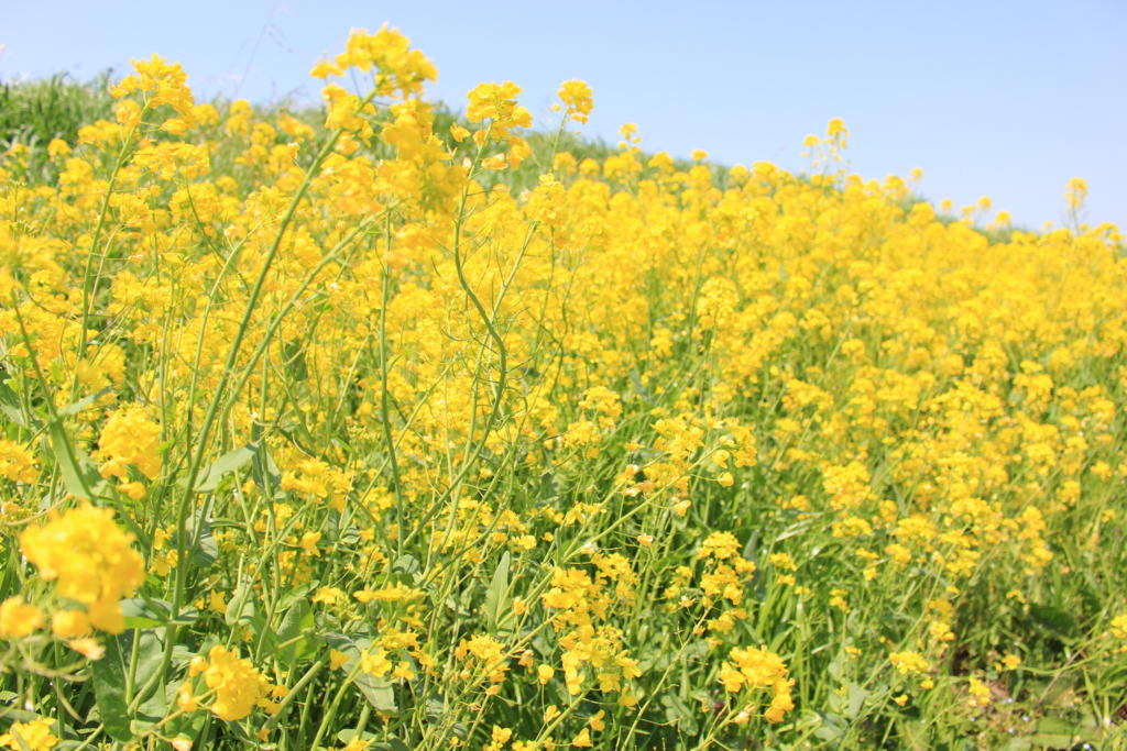 江戸川の土手の菜の花