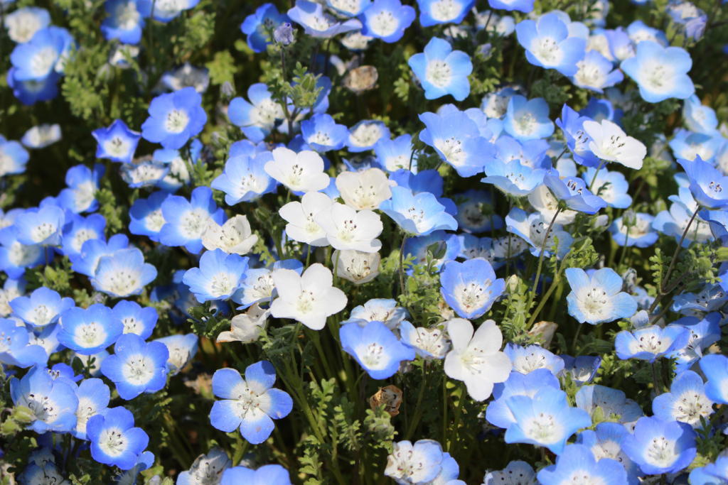 ネモフィラの花　青以外にも白い花もあります