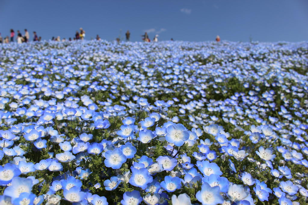 国営ひたち海浜公園に青い絨毯 ネモフィラ を見に行こう 19年版 ネモフィラの見頃や見どころ 公共交通機関でのアクセスを紹介します ひさの乗り鉄ブログ