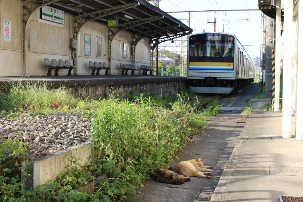 ネコ達が出迎えて（？）くれる扇町駅