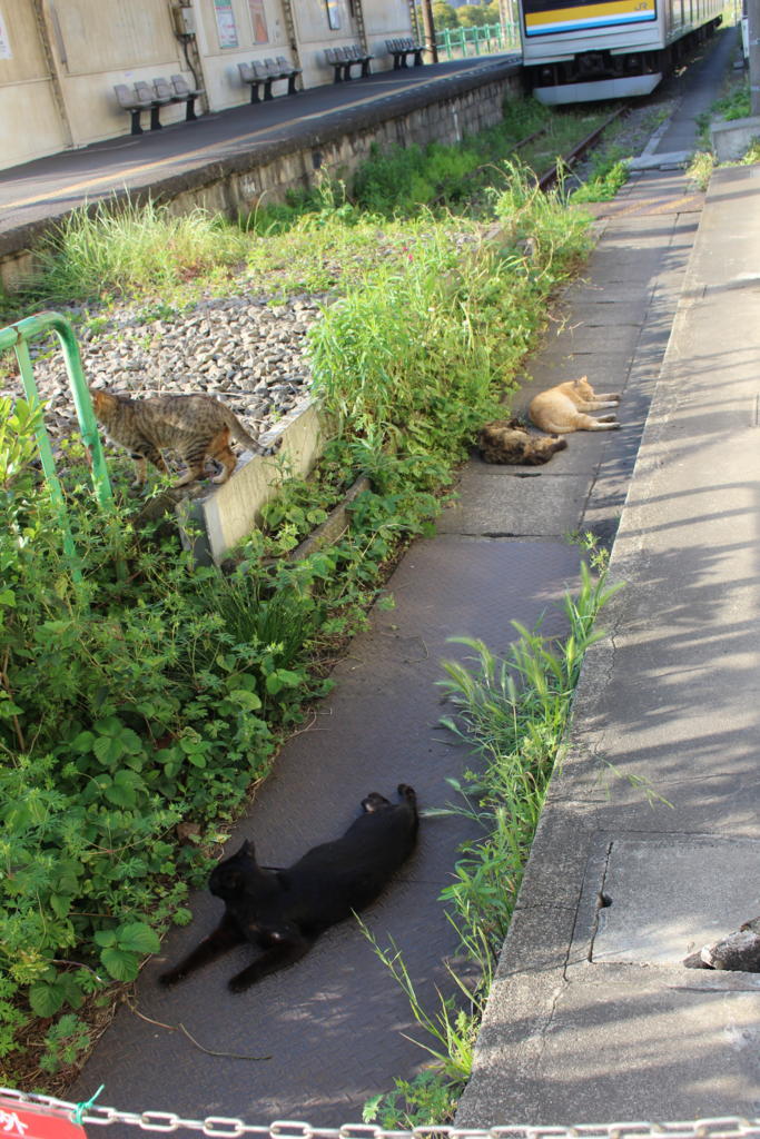 ネコが多い鶴見線でも屈指のネコスポット 扇町駅