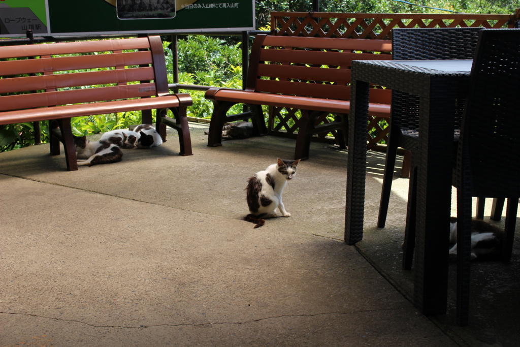 鋸山ロープウェイ山頂駅に住み着いているネコたち　猛暑でぐったりです