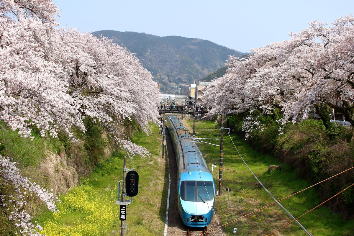 桜のトンネルを走り抜ける「特急ふじさん」（ロマンスカーMSE）