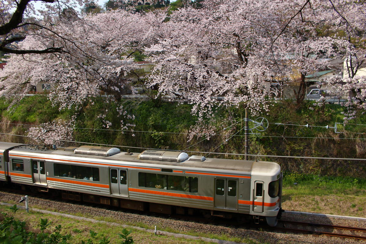桜の下を走り抜ける御殿場線の普通列車（313系電車）