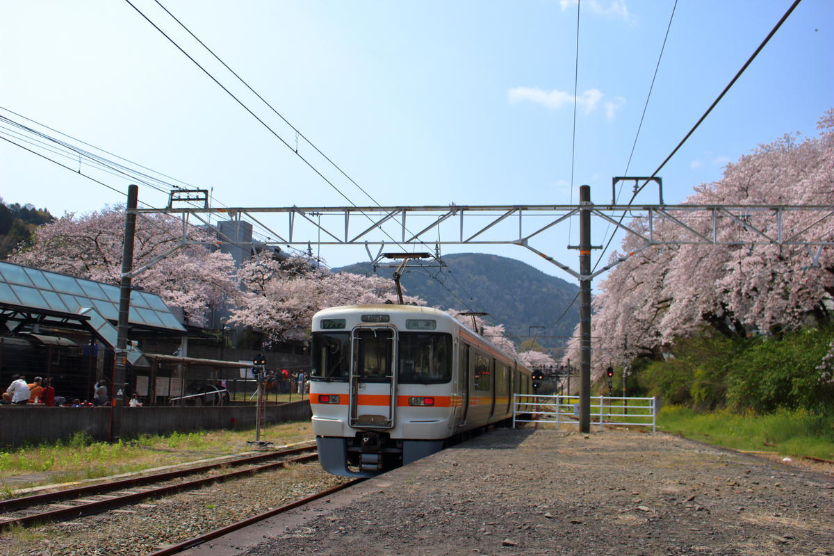 山北駅ホームからは線路の両側の桜を眺められます