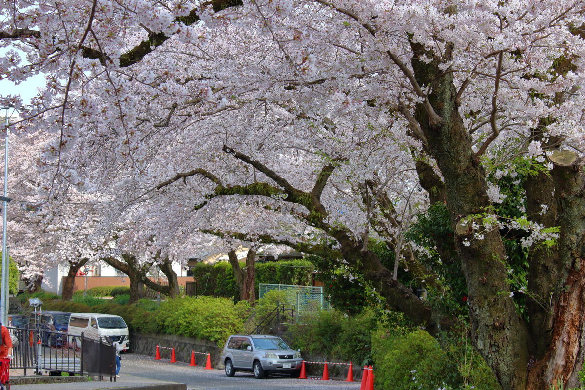 山北駅前の道は桜に覆われています