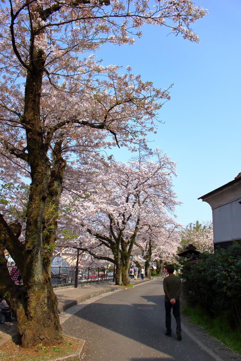山北鉄道公園の横の桜並木