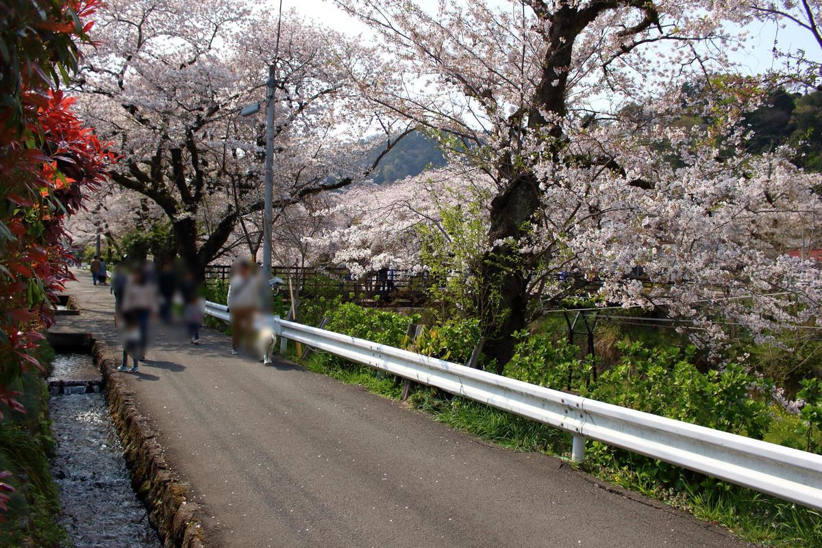 水路と桜でいい雰囲気の線路脇の道路