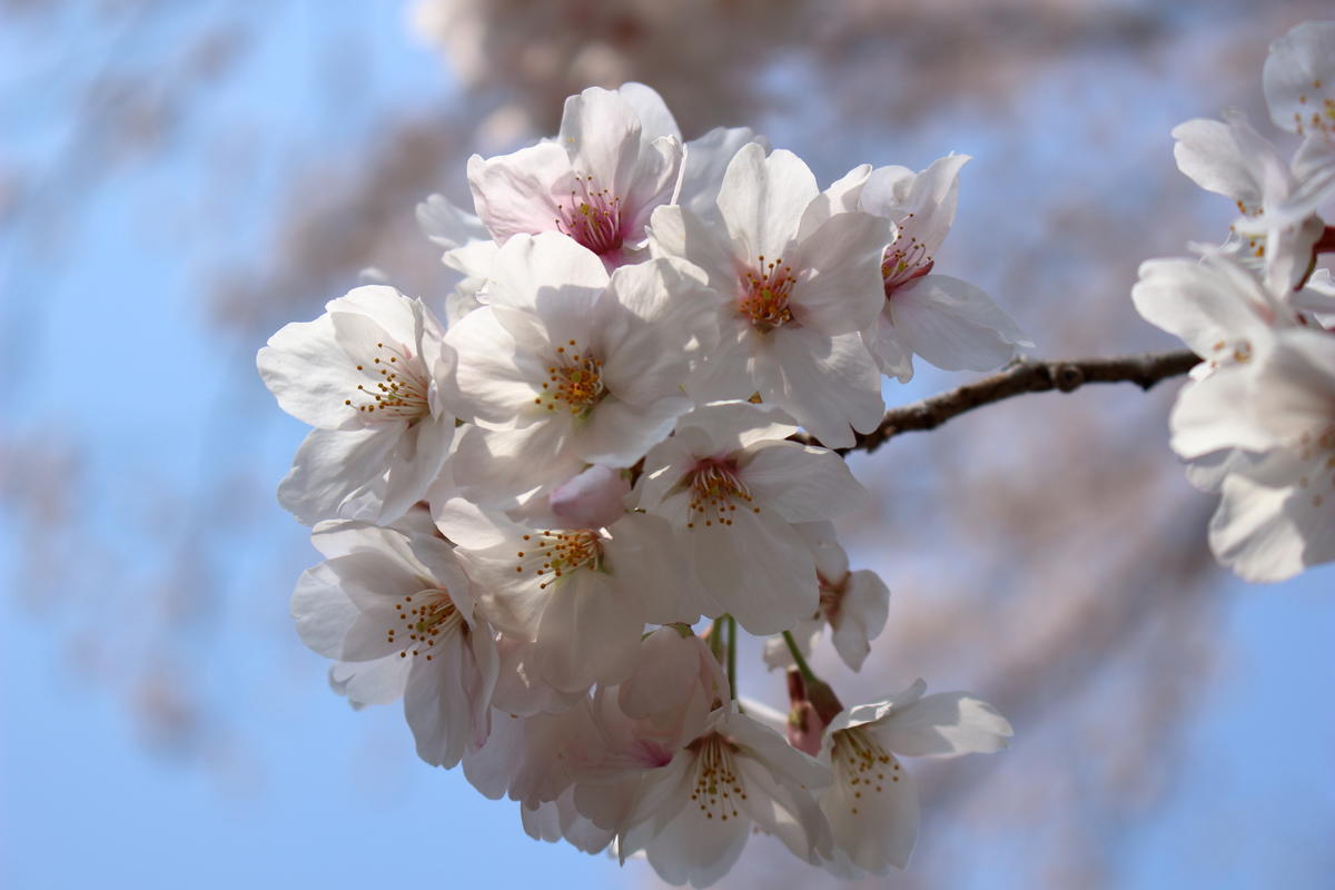 山北駅近くの満開の桜！