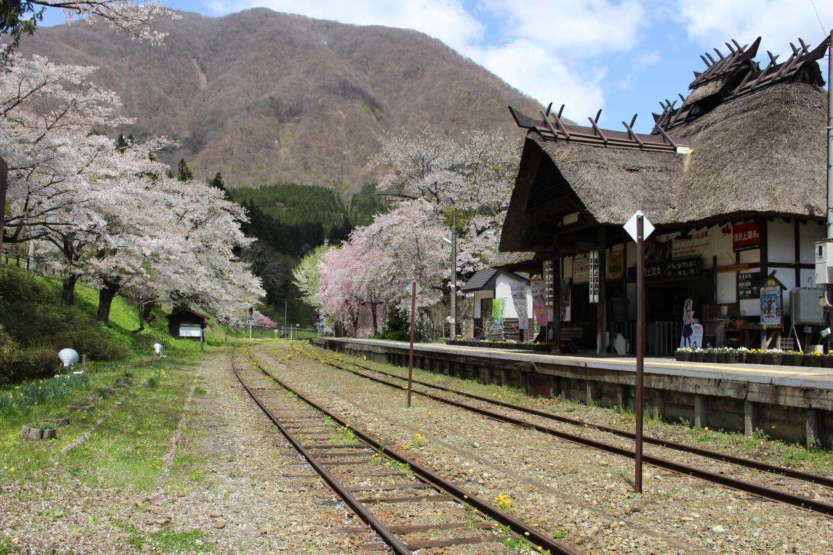 ゴールデンウィーク前半の湯野上温泉駅は桜が満開！