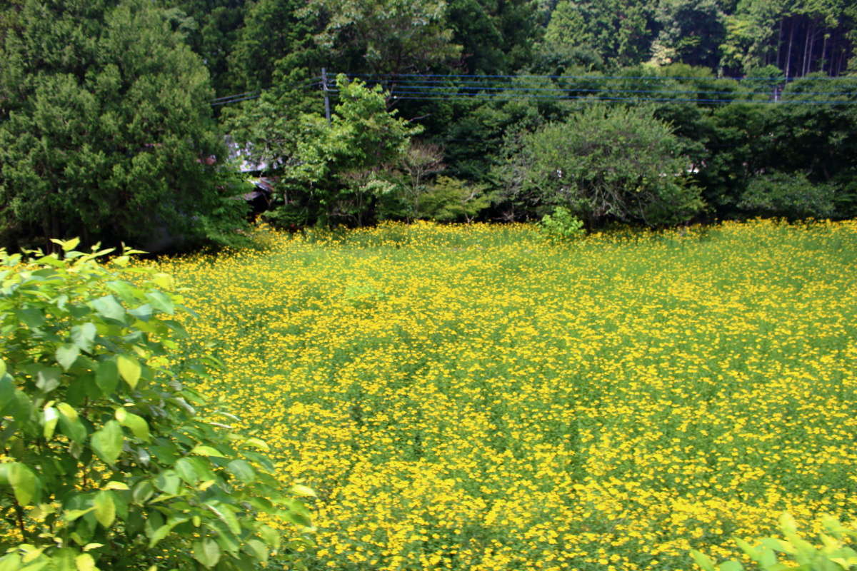 小さなお花畑には黄色い花が満開！