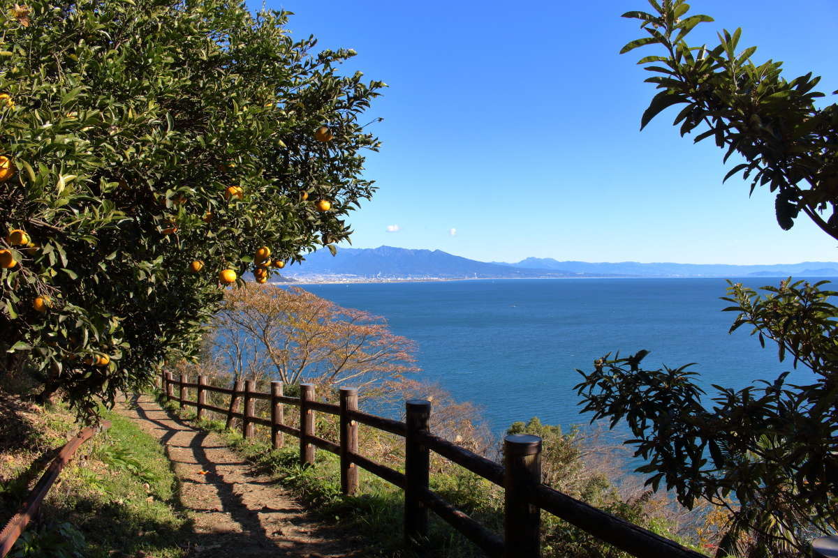 ミカンと駿河湾、静岡の風景