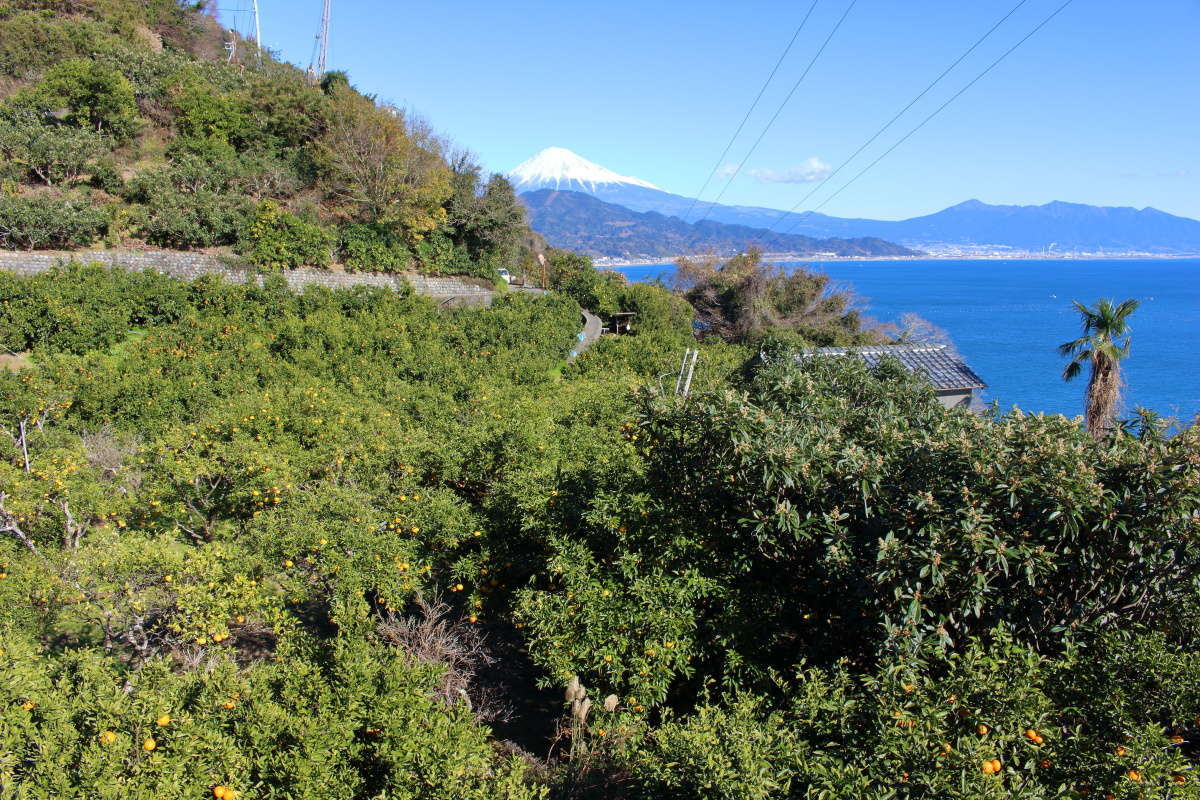 ミカン畑と富士山の静岡らしい風景