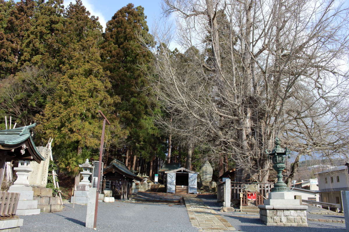熊野大社にあるイチョウの大木、山形県の天然記念物