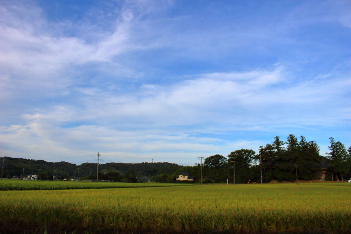 穂が出始めた田んぼと夏の青空