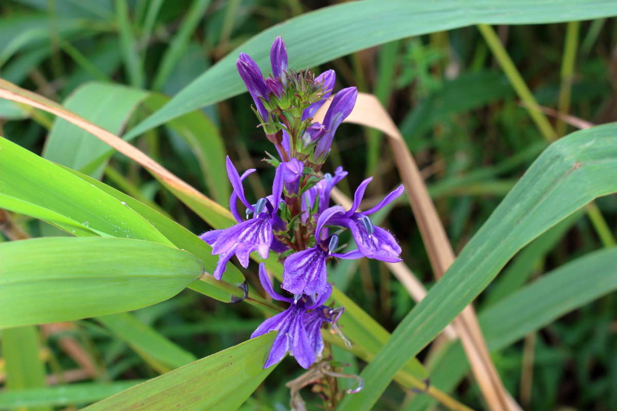 紫色が鮮やかな有毒植物「サワギキョウ」