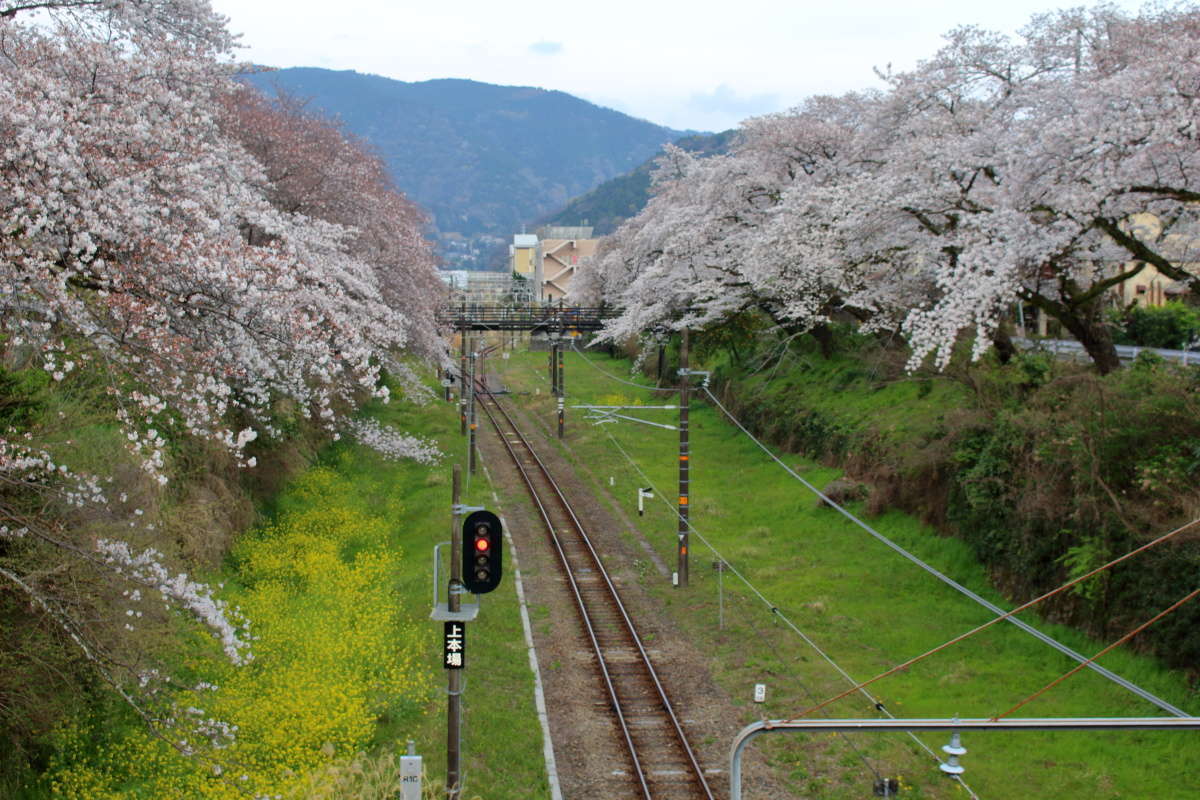 山北駅近くの桜の名所（2021年3月27日撮影）