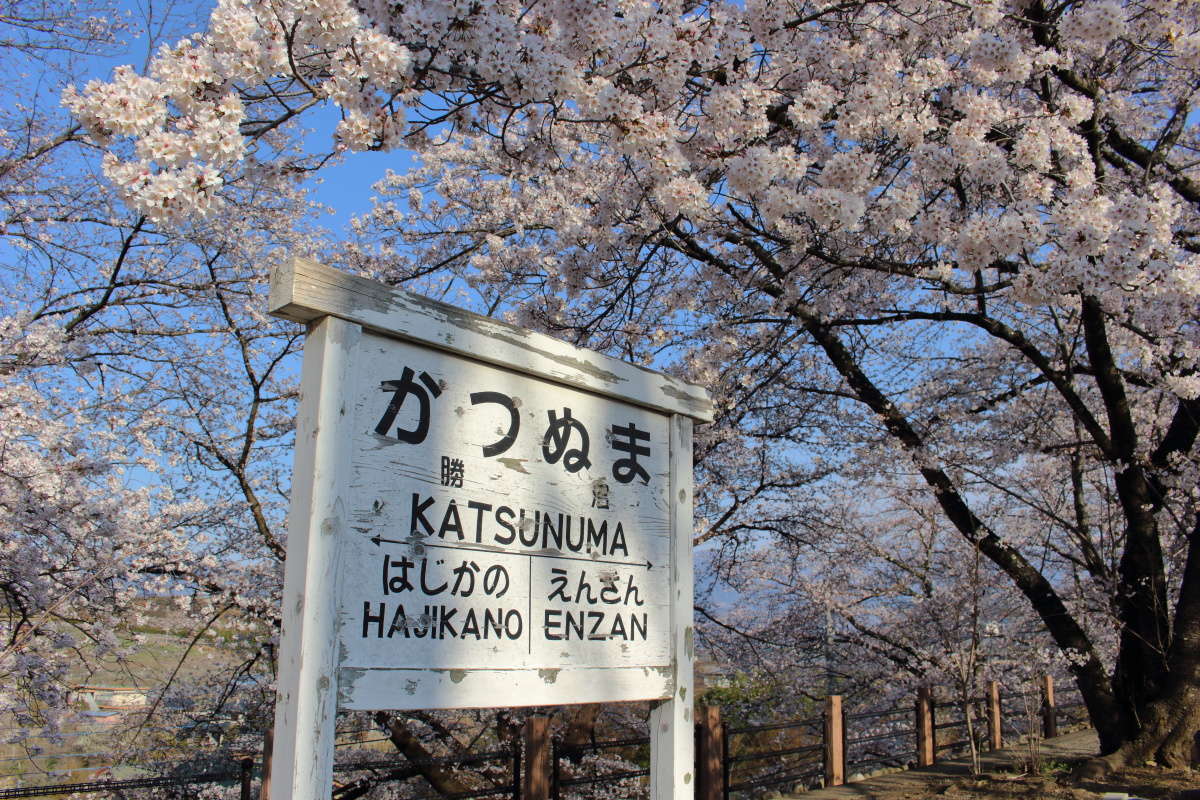 旧勝沼駅の駅名標周辺の桜はほぼ満開！