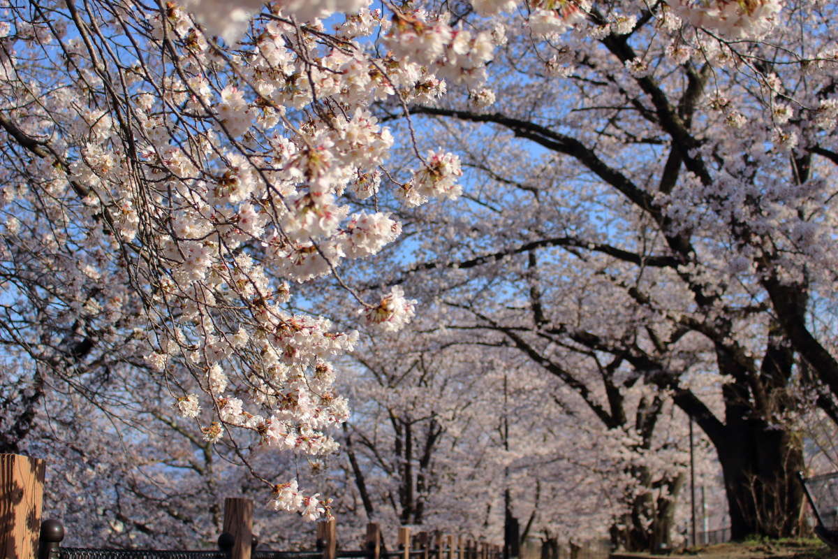 旧線跡を活用した甚六桜公園はまさに桜のトンネル！