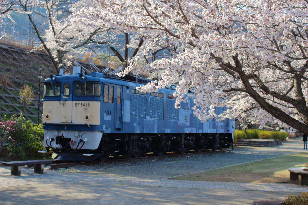 電気機関車「EF64型」18号機も桜の花に囲まれています