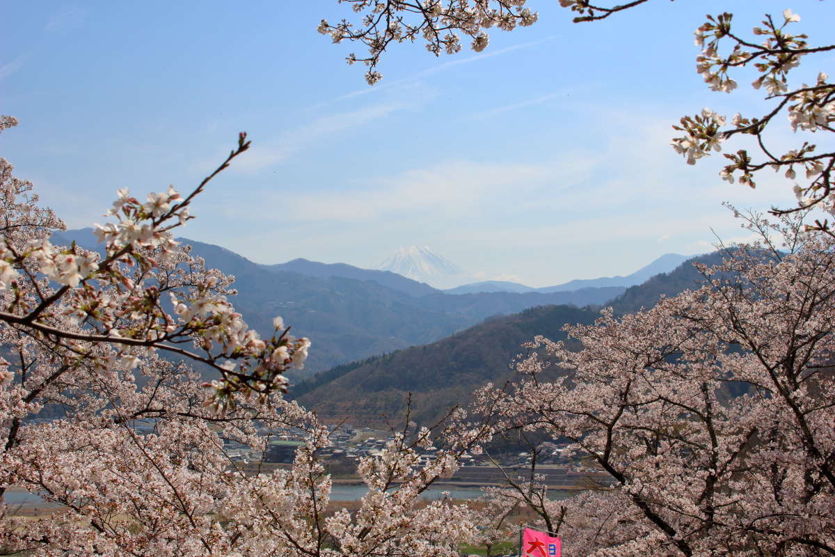 かなり霞んでいますが富士山と桜を一緒に眺められるスポットもあります