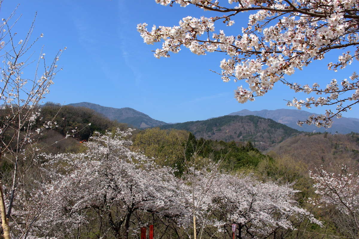 山側は青空が広がっていて桜の花もきれいに映えます