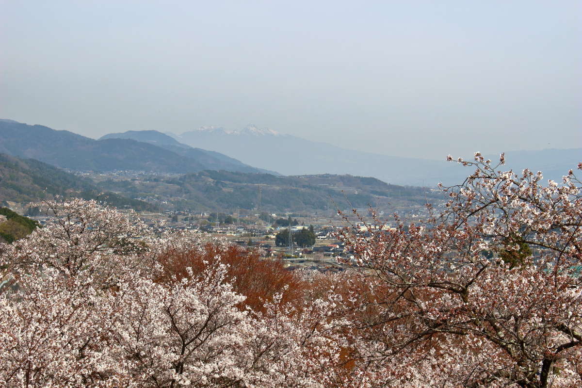 桜の向こうに八ヶ岳、霞んでいるのが残念