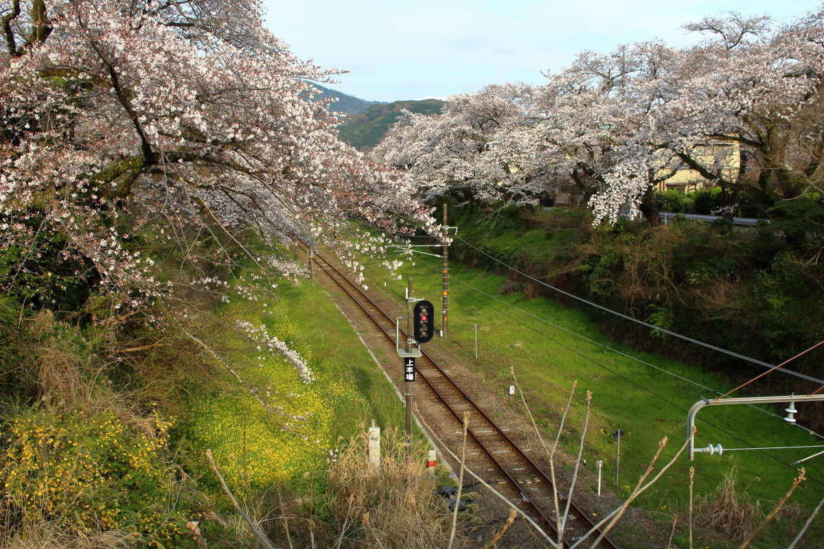 山北駅の線路を覆う桜のトンネル！ もう少しで満開