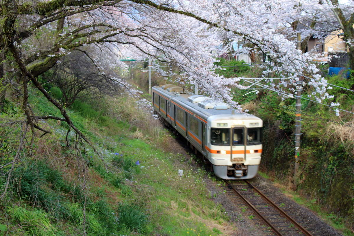 桜と列車を撮影できるスポットで撮り鉄に挑戦も、見事に失敗(笑)