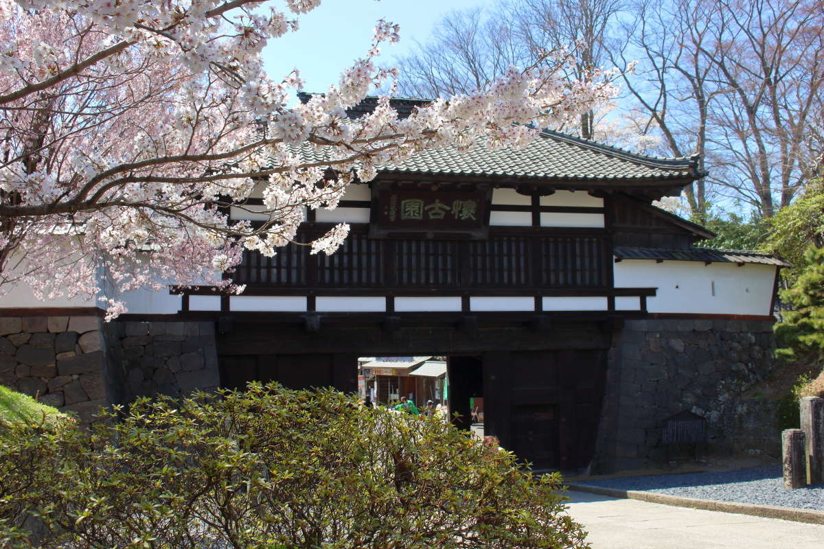 ４月中旬頃には懐古園の桜が満開に！