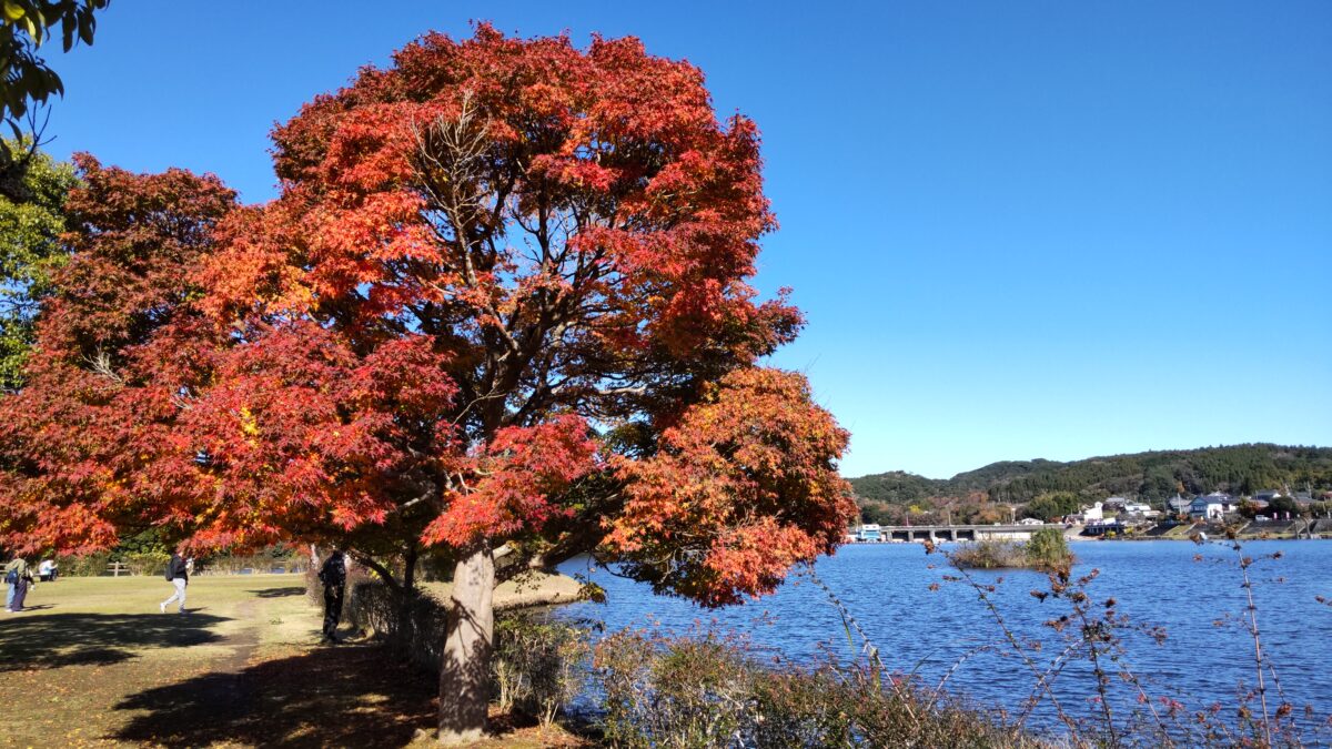 亀山湖と紅葉