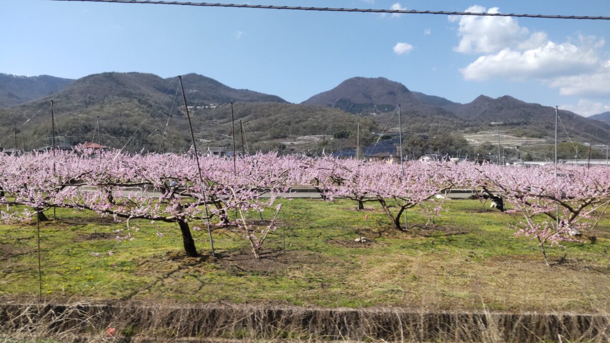 桃の花が咲きほこる中央本線 山梨市駅付近の車窓