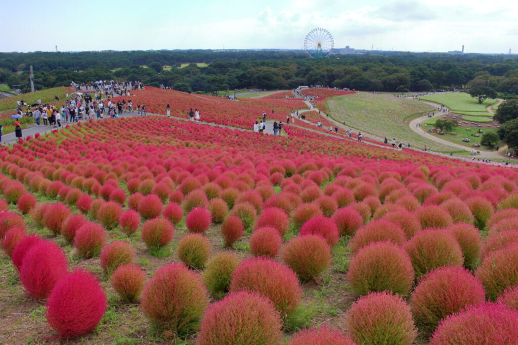 みはらしの丘の上から紅葉したコキア畑を見下ろす