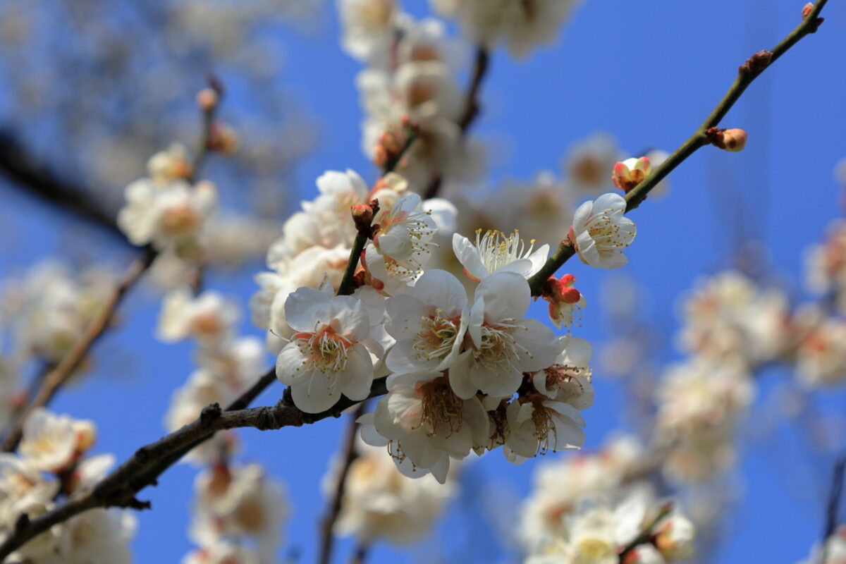 白い花が青空に映える白梅の花