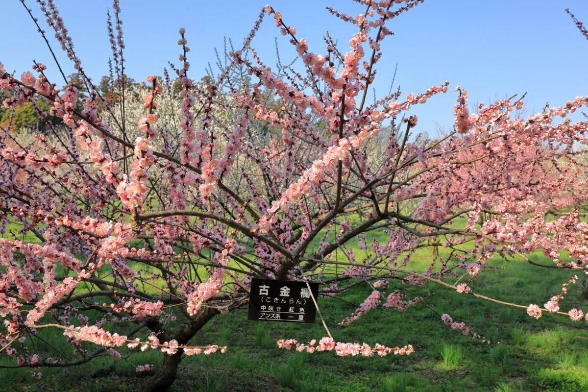 花が大きく色も鮮やかで目立つ杏系の「古金襴」