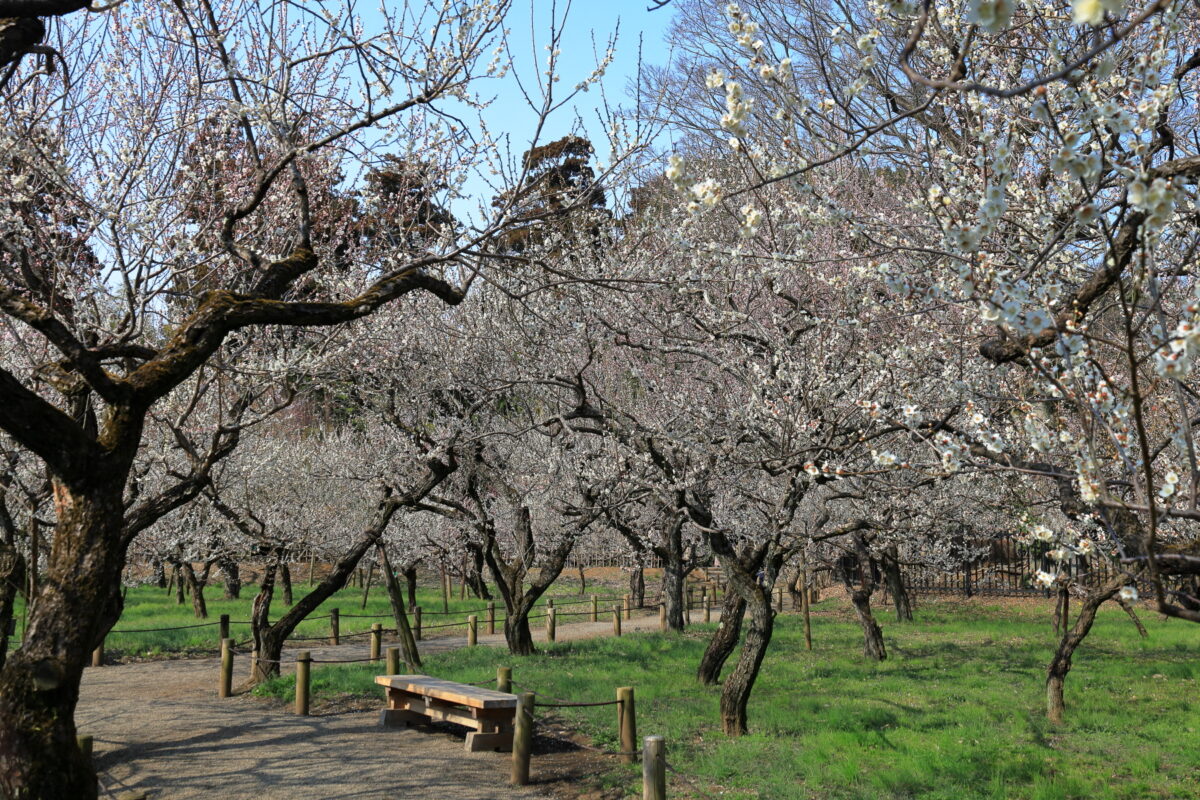 さまざまな品種の梅が咲き乱れる東西梅林の遊歩道