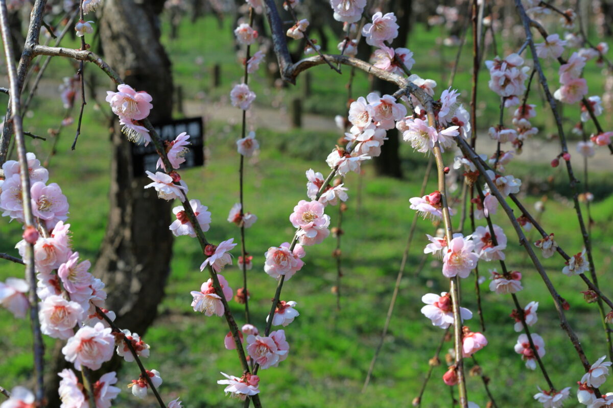 枝垂桜のような「藤牡丹枝垂」