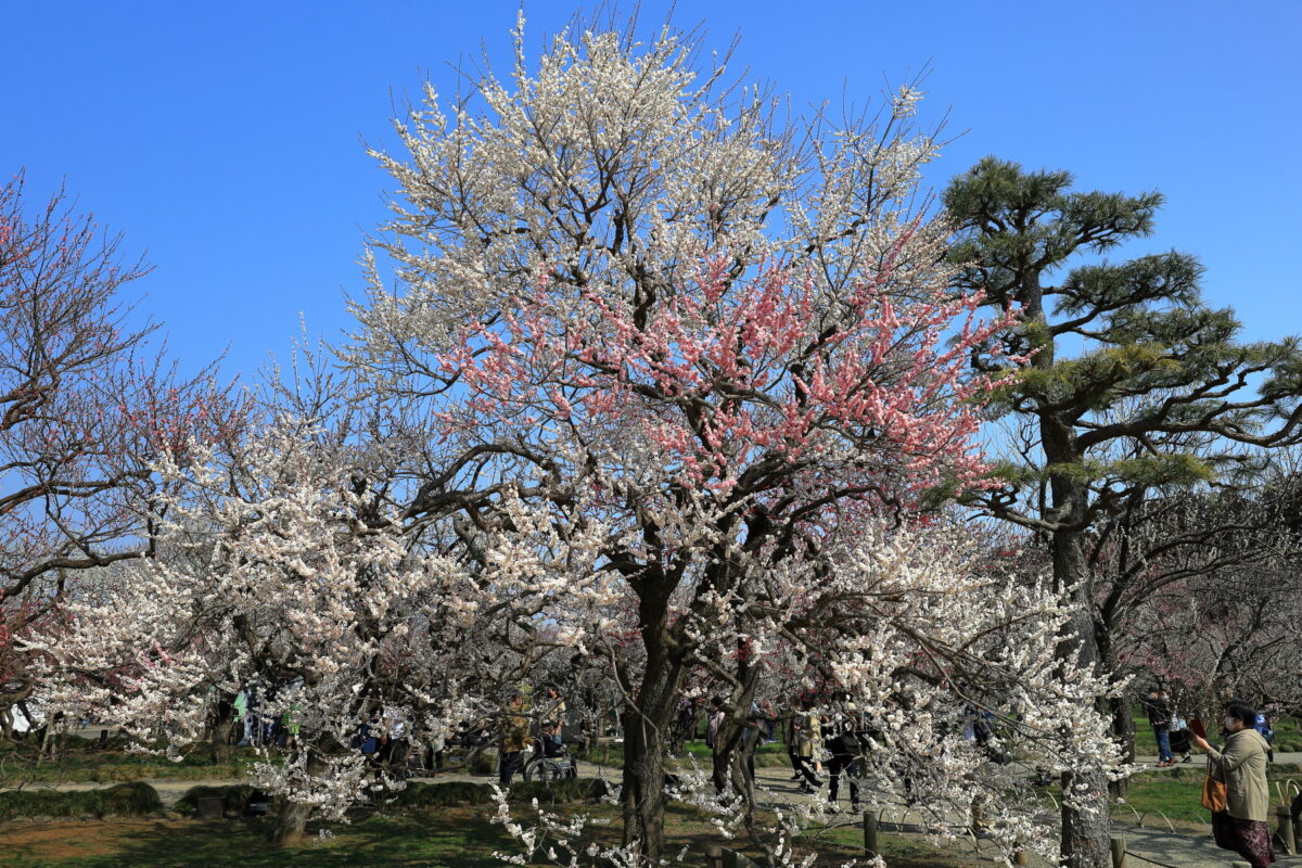 一部だけ薄紅色の花をつけている大きな梅の木