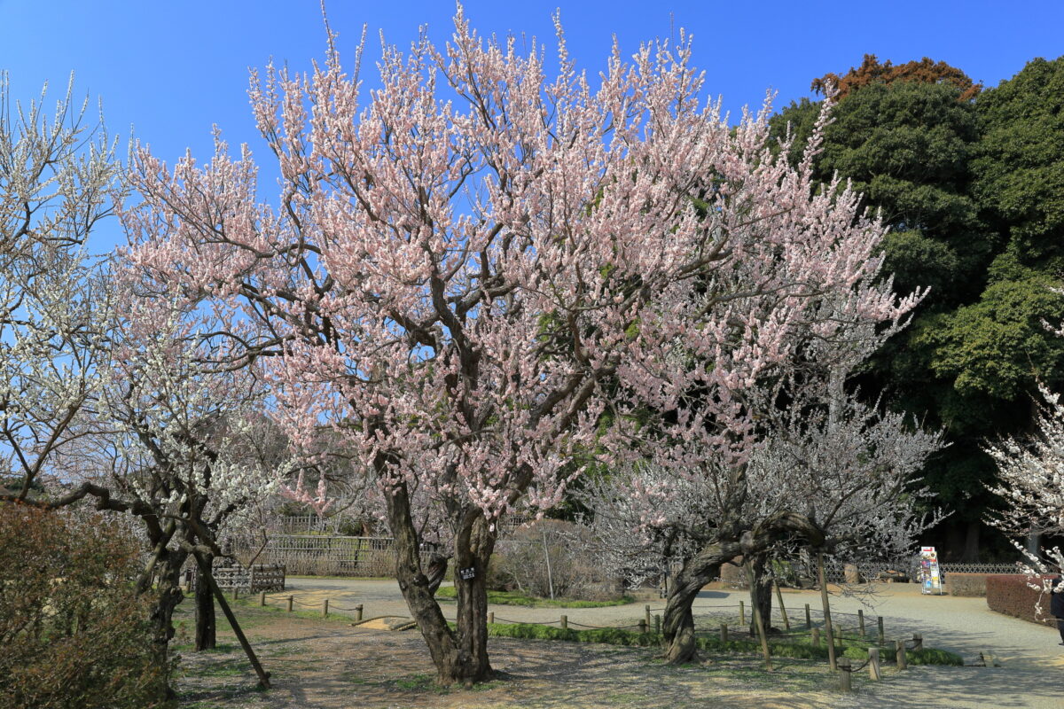 空に伸びるように力強い「烈公梅」の木