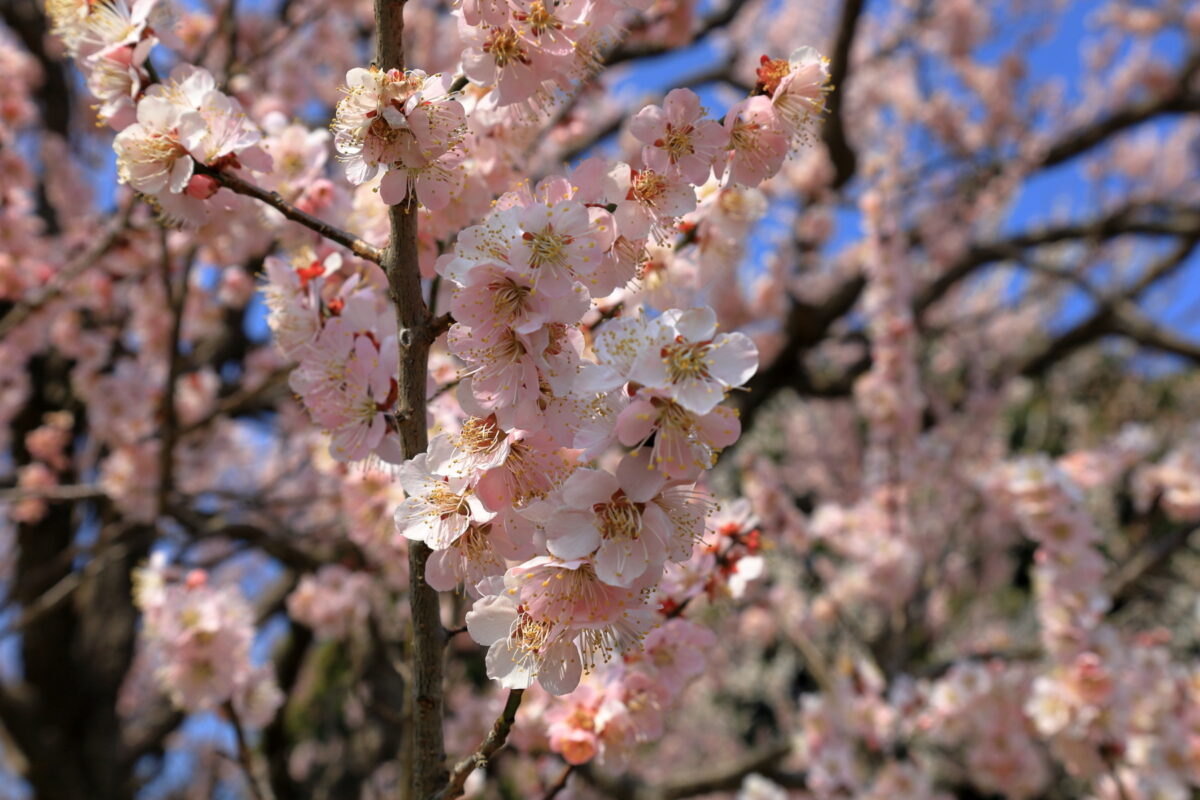 濃いピンクの花が鮮やかな水戸にしかない「烈公梅」