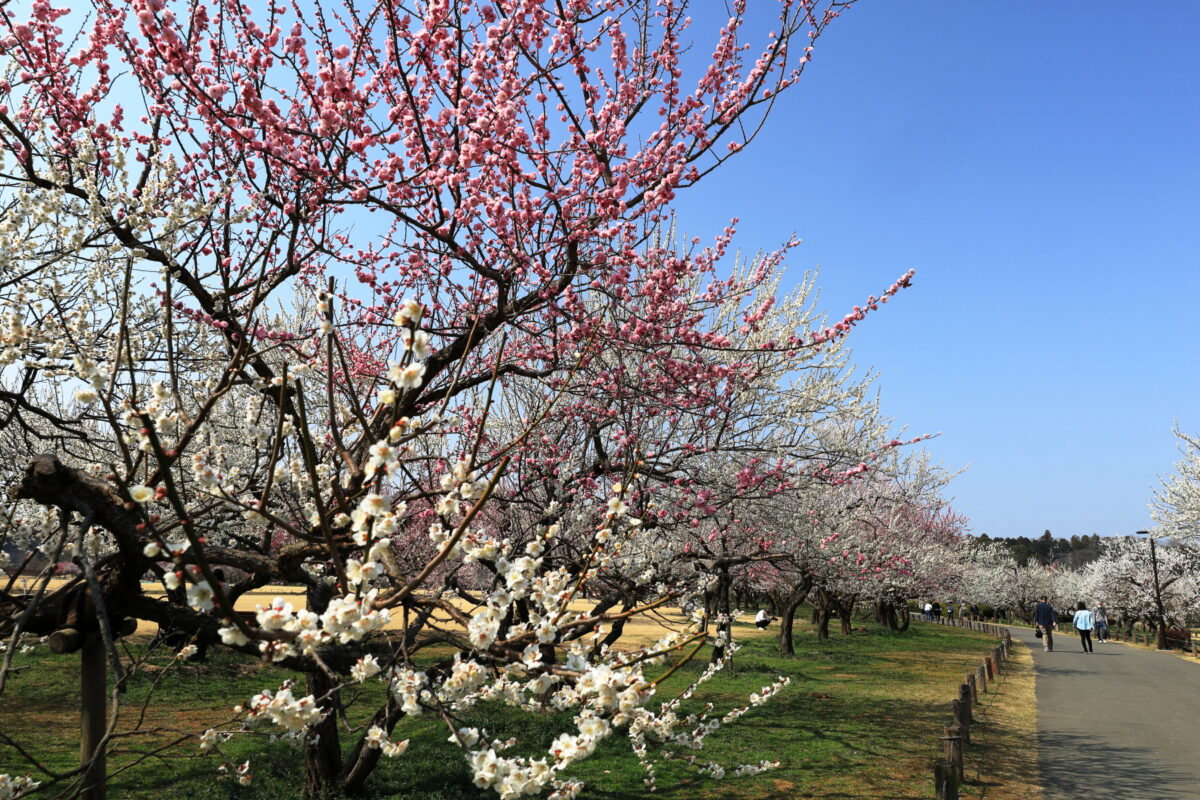 ゆったりとした遊歩道の両側に梅が咲く「田鶴鳴梅林」