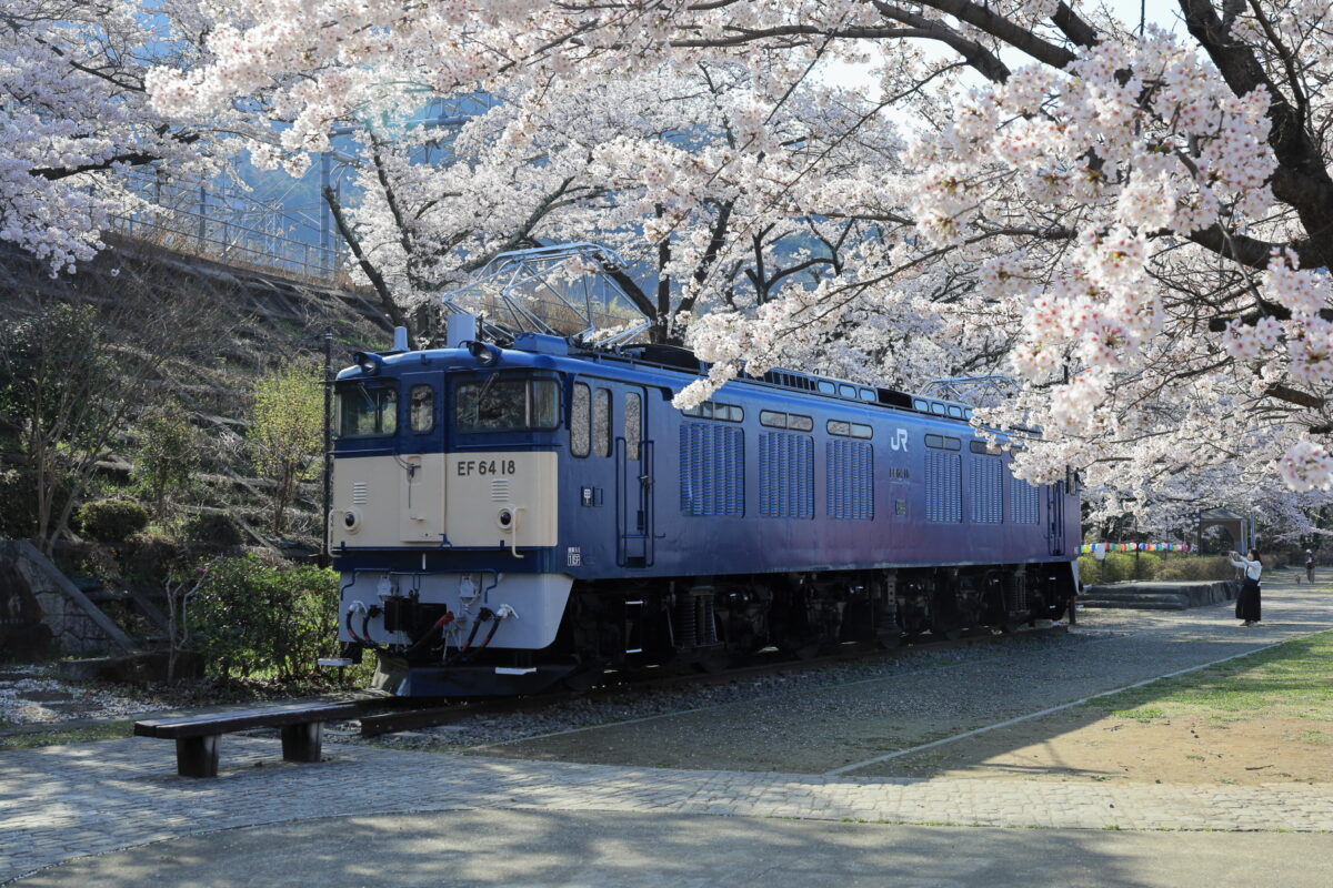 甚六公園に保存されているEF64電気機関車と満開の桜