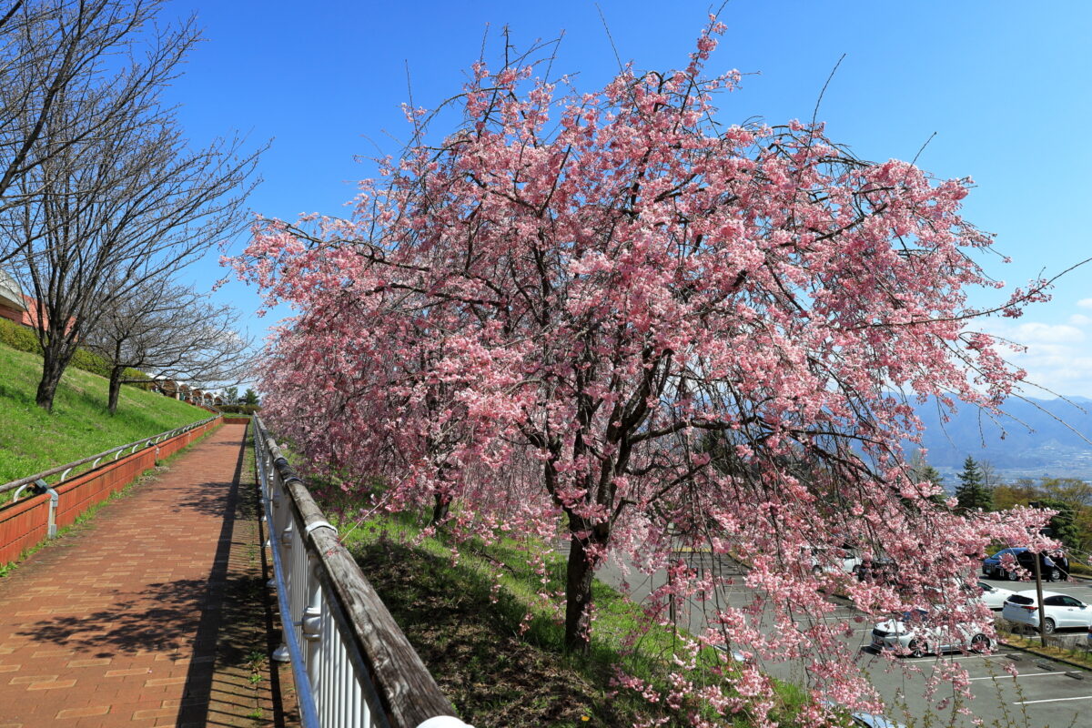 フルーツセンター近くの見事な枝垂桜