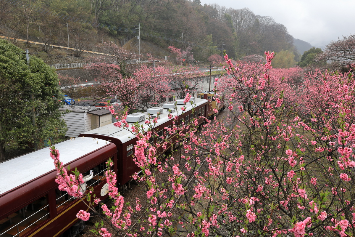 神戸駅の花桃とトロッコわたらせ渓谷号