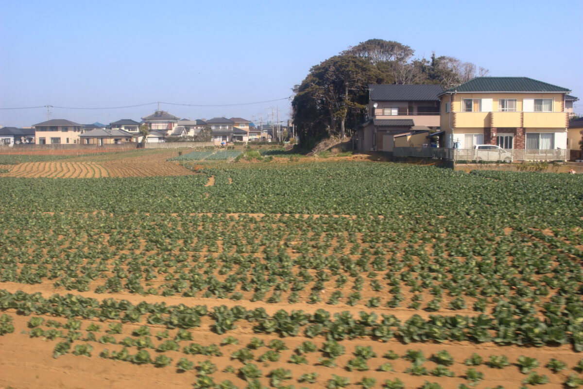 銚子電鉄沿線に広がる春キャベツの畑