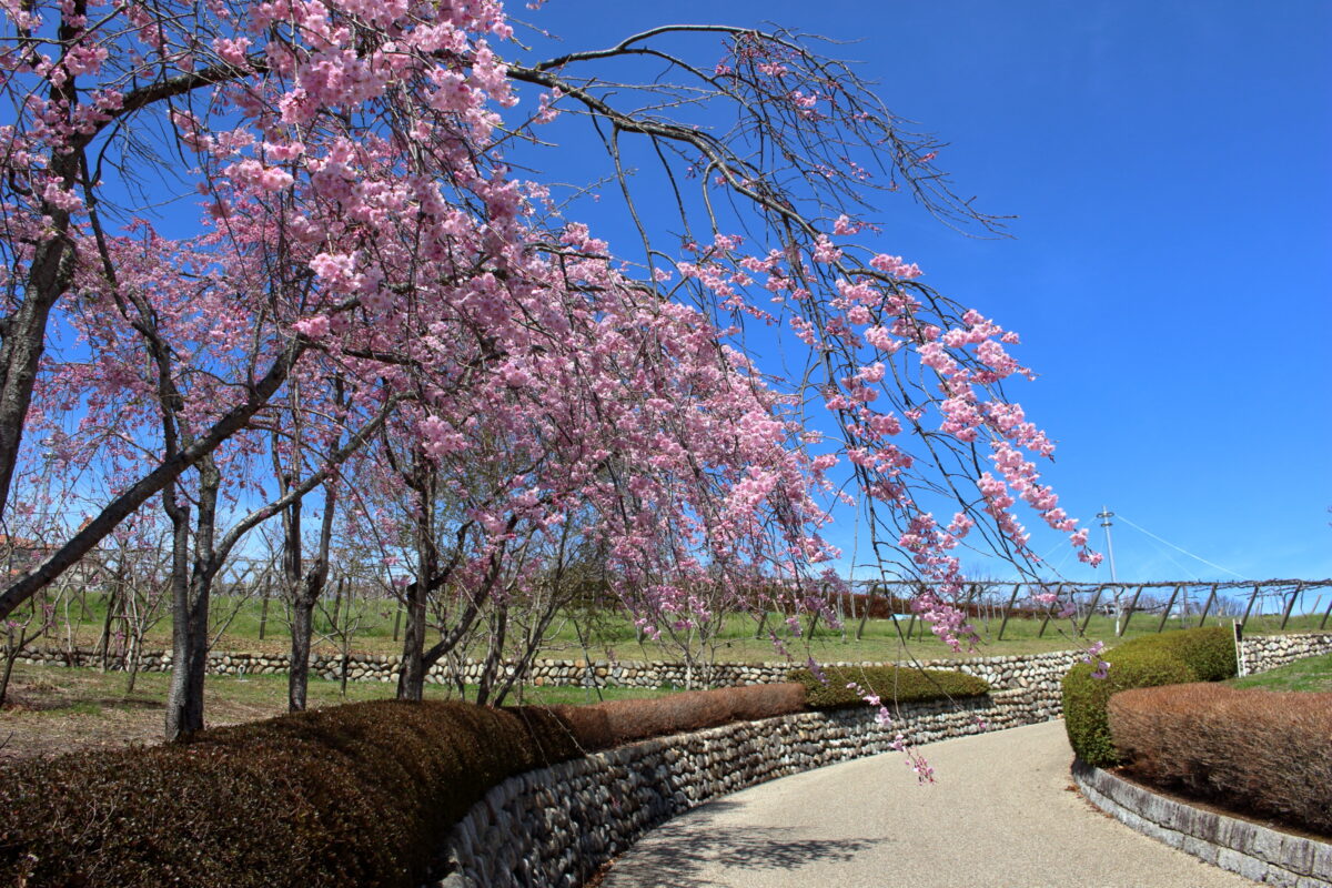 笛吹フルーツ公園に咲く色鮮やかな桜