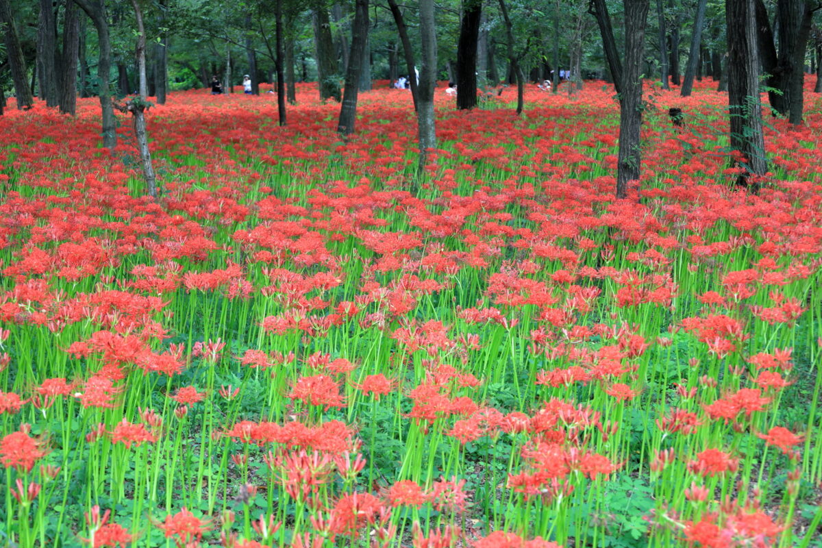 赤い絨毯のような曼珠沙華のお花畑