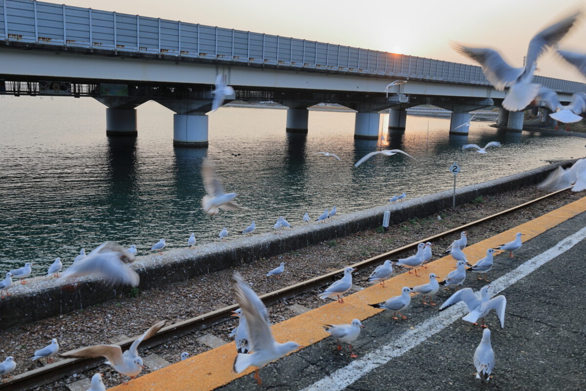 夕暮れの浜名湖佐久米駅に集うたくさんのゆりかもめたち