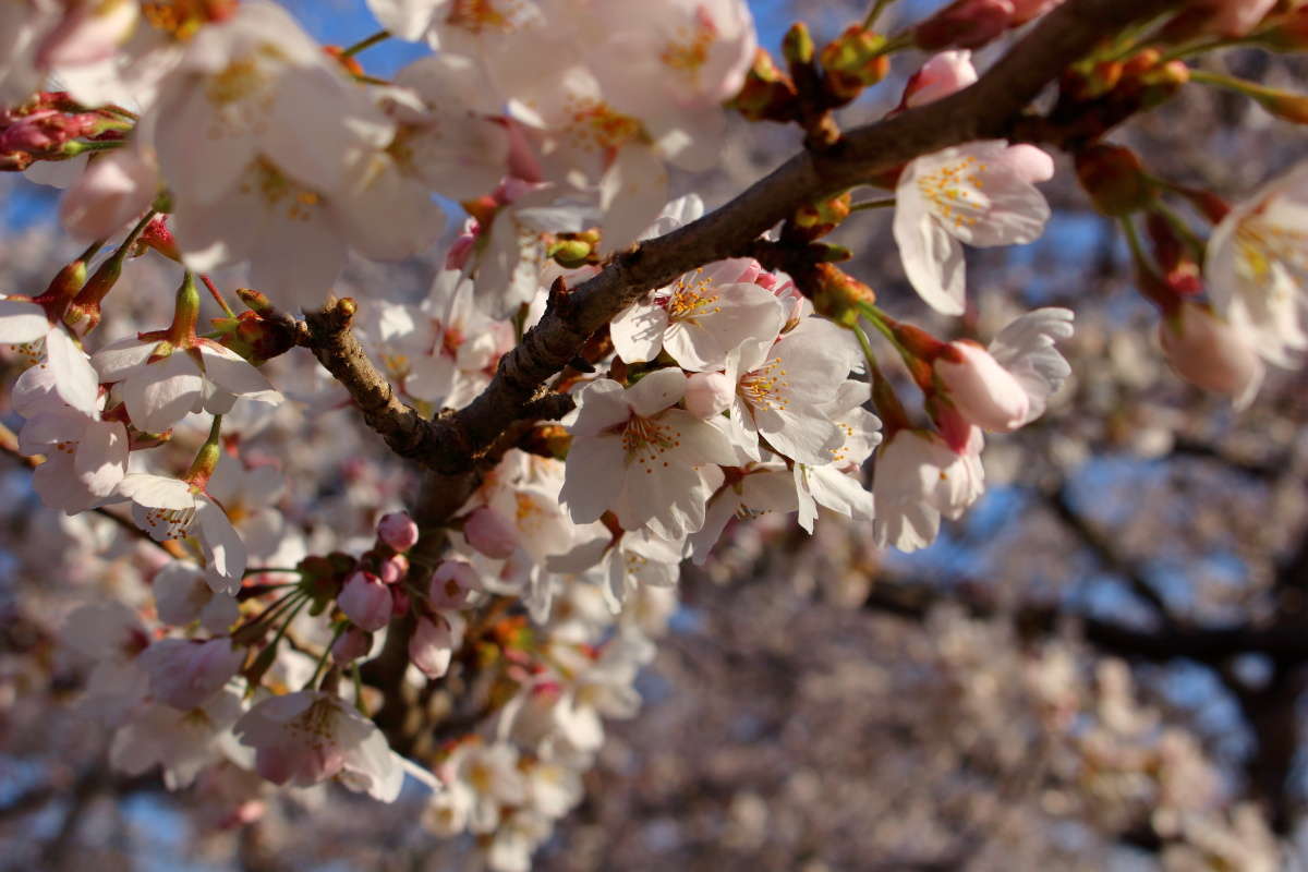 まもなく満開になる咲き具合の勝沼ぶどう郷「甚六桜」