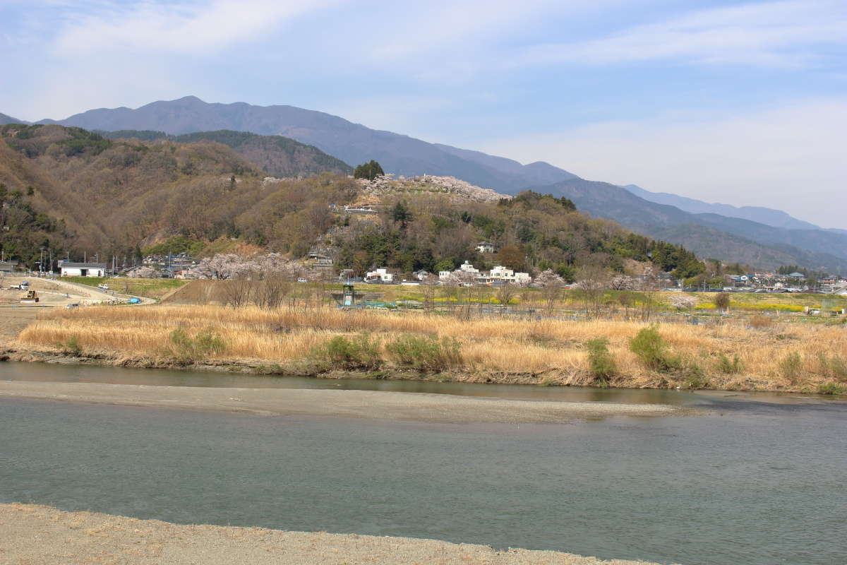 富士川の対岸に大法師公園の桜を見渡せました